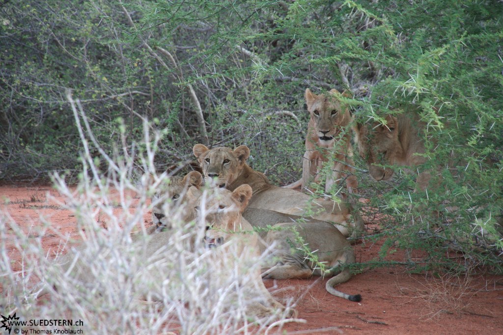 IMG 7537-Kenya, a group of lions in Tsavo East